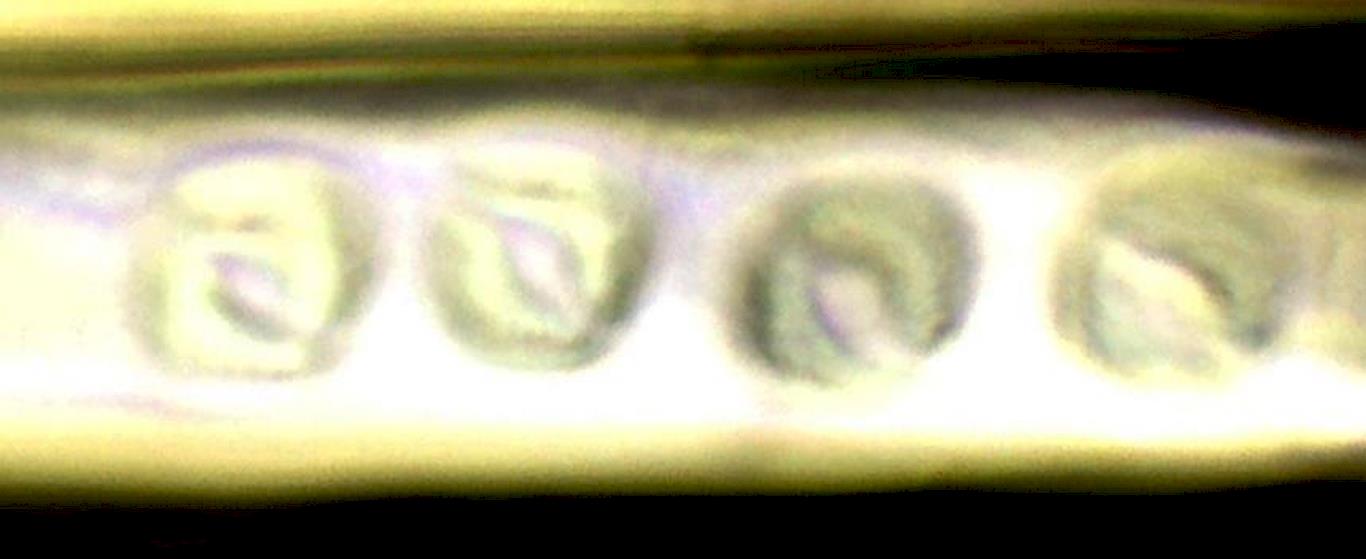Ponctuations taxodioïdes Ponctuations taxodioïdes