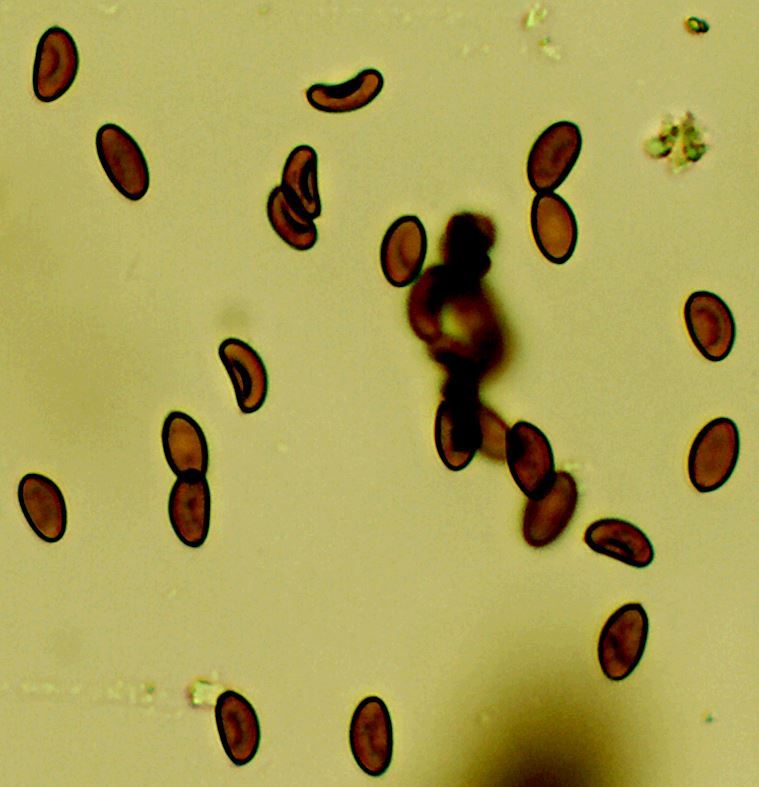 Spores de Mérule Spores de Mérule