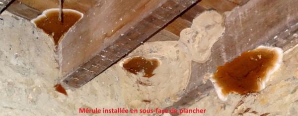 merule en sous face de plancher