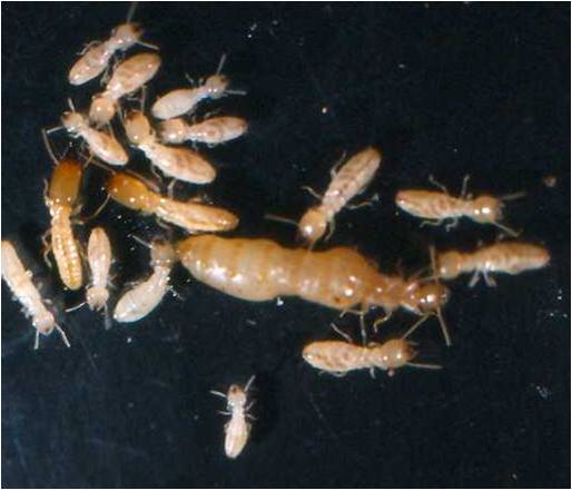 Termites