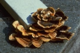 Polypore de couleur variable