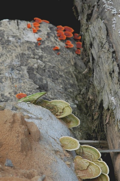 Polypore variable