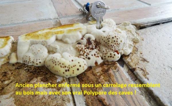 Polypore des caves