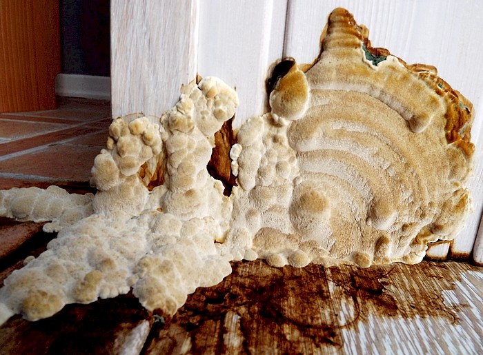 Polypore des caves