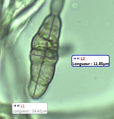 Conodie Alternaria