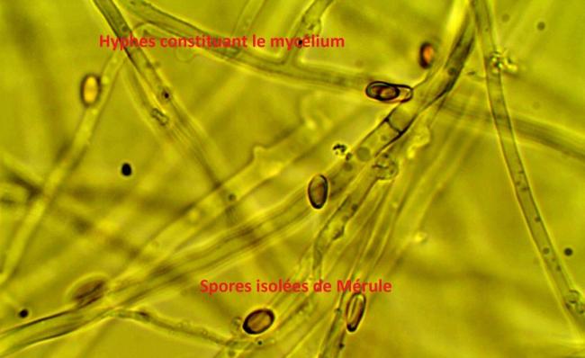 Spores isoles de mrule